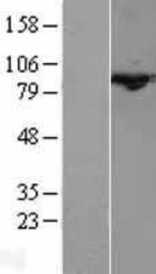 Western Blot: Cullin 3 Overexpression Lysate [NBL1-09608]