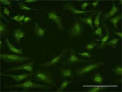 Immunocytochemistry/ Immunofluorescence: Cullin 4a Antibody (3H3) [H00008451-M01]