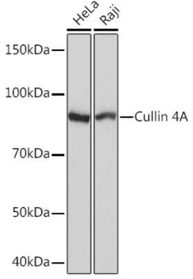 Western Blot: Cullin 4a Antibody (5P4M1) [NBP3-16539]