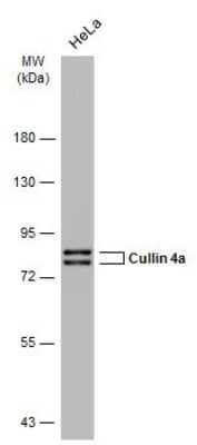 Western Blot: Cullin 4a Antibody (GT2435) [NBP3-13595]