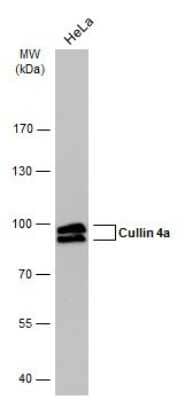 Western Blot: Cullin 4a Antibody (GT885) [NBP3-13594]