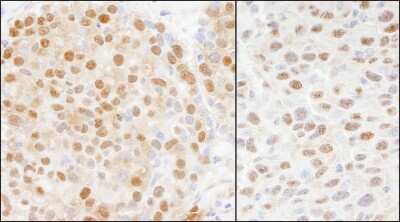 Immunohistochemistry-Paraffin: Cullin 4a Antibody [NB100-2267]