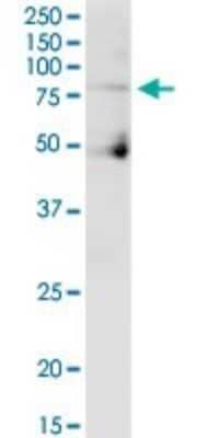 Western Blot: Cullin 4a Antibody [H00008451-B01P]