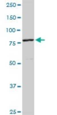 Western Blot: Cullin 4a Antibody [H00008451-D01P]