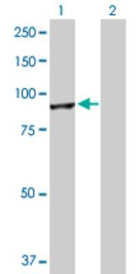 Western Blot: Cullin 4a Antibody [H00008451-D01P]