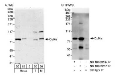 Western Blot: Cullin 4a Antibody [NB100-2267]