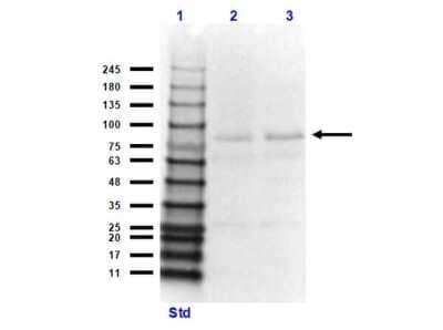 Western Blot: Cullin 4a AntibodyN-terminal [NBP1-78040]