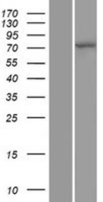 Western Blot: Cullin 4a Overexpression Lysate [NBL1-09609]