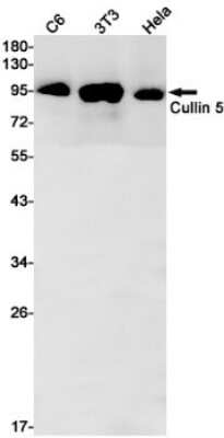 Western Blot: Cullin 5 Antibody (S02-5K8) [NBP3-15018]