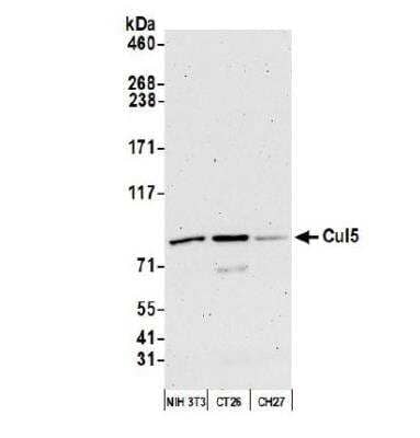 Western Blot: Cullin 5 Antibody [NBP1-22970]