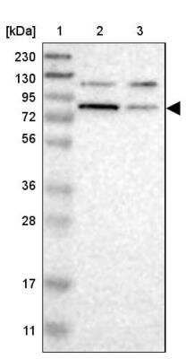 Western Blot: Cullin 5 Antibody [NBP1-86868]