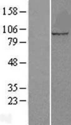 Western Blot: Cullin 5 Overexpression Lysate [NBL1-09611]