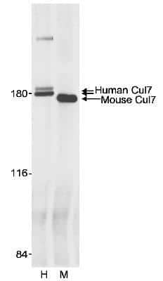 Immunoprecipitation: Cullin-7 Antibody [NB100-602]