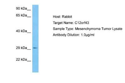 Western Blot: Custos Antibody [NBP2-84733]