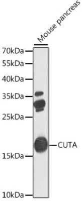 Western Blot: CutA AntibodyBSA Free [NBP2-92490]