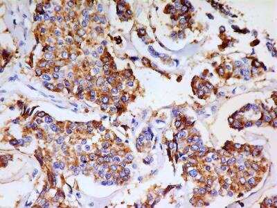 Immunohistochemistry-Paraffin: PSGL-1/CD162 Antibody (HECA-452) [NB100-78039]