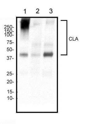 Western Blot: PSGL-1/CD162 Antibody (HECA-452) [NB100-78039]