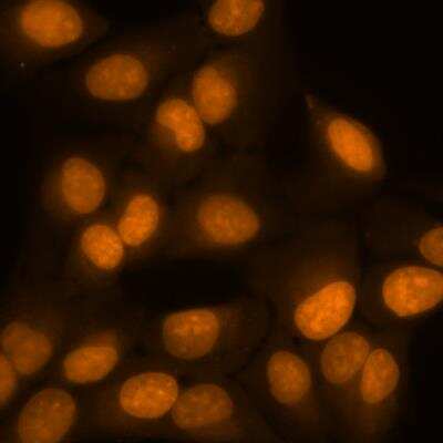 Fluorescence Imaging: CyTRAK Orange (TM) [NBP2-81127]