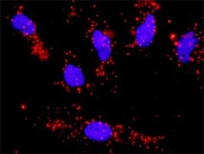 Proximity Ligation Assay: Cyclin A1 Antibody (4A11-5B5) [H00008900-M02]
