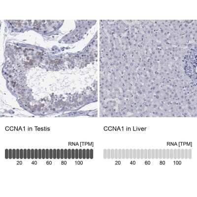 Immunocytochemistry/ Immunofluorescence: Cyclin A1 Antibody [NBP3-16995]