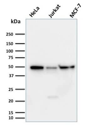 Western Blot: Cyclin A1 Antibody (XLA1-3)Azide and BSA Free [NBP3-08766]