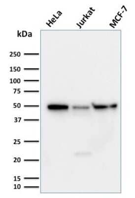 Western Blot: Cyclin A1 Antibody (XLA1-3) [NBP3-07743]