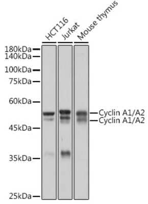 Western Blot: Cyclin A1/Cyclin A2 Antibody (10O1C8) [NBP3-16140]