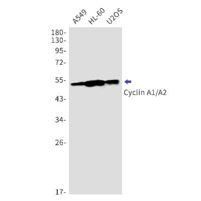 Western Blot: Cyclin A1/Cyclin A2 Antibody (S07-3D4) [NBP3-14867]