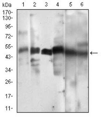 Western Blot: Cyclin A2 Antibody (6B4D11)BSA Free [NBP2-52436]