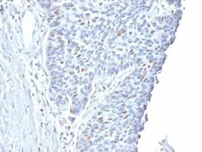 Immunohistochemistry-Paraffin: Cyclin A2 Antibody (CCNA2/2333) - Azide and BSA Free [NBP3-08789]