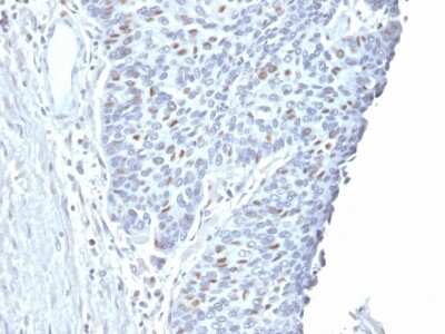 Immunohistochemistry-Paraffin: Cyclin A2 Antibody (CCNA2/2333) [NBP3-07468]