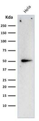 Western Blot: Cyclin A2 Antibody (E67)Azide and BSA Free [NBP2-34613]