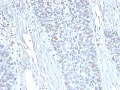 Immunohistochemistry-Paraffin: Cyclin A2 Antibody (E67) [NBP2-34311]