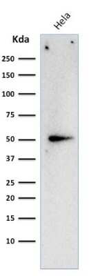 Western Blot: Cyclin A2 Antibody (E67) [NBP2-34311]