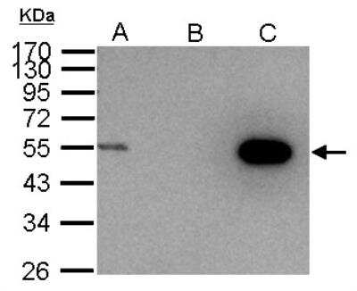 Immunoprecipitation: Cyclin A2 Antibody [NBP1-31330]