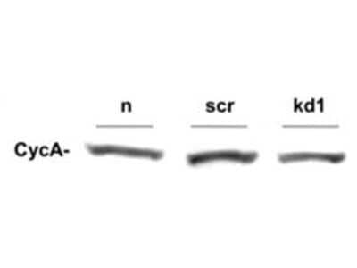 Western Blot: Cyclin A2 Antibody [NB600-495]