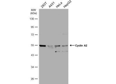 Western Blot: Cyclin A2 Antibody [NBP1-31330]