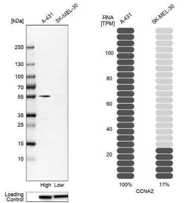 Western Blot: Cyclin A2 Antibody [NBP1-88156]