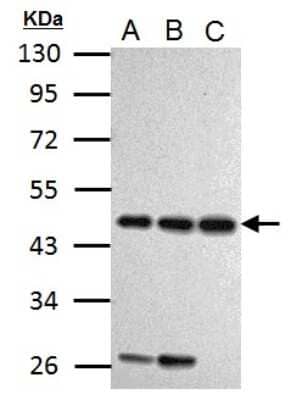 Western Blot: Cyclin I Antibody [NBP2-16051]