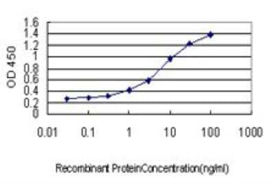 ELISA: Cyclin B1 Antibody (1C8) [H00000891-M01]