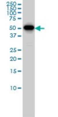 Western Blot: Cyclin B1 Antibody (1C8) [H00000891-M01]