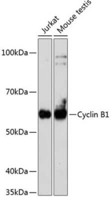 Western Blot: Cyclin B1 Antibody (1Q3E9) [NBP3-15626]