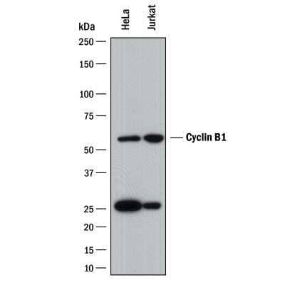 Western Blot: Cyclin B1 Antibody (2061A)Azide and BSA Free [MAB6000]