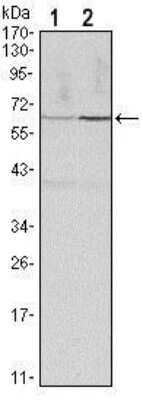 Western Blot: Cyclin B1 Antibody (5G6)BSA Free [NBP1-51669]