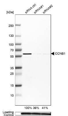 Western Blot: Cyclin B1 Antibody [NBP2-55200]