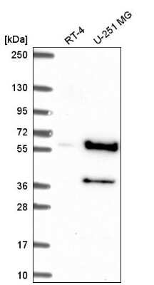 Western Blot: Cyclin B1 Antibody [NBP2-56867]