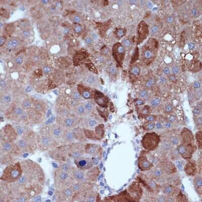 Immunohistochemistry-Paraffin: Cyclin B2 Antibody (1L9B9) [NBP3-16663]