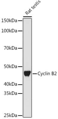 Western Blot: Cyclin B2 Antibody (1L9B9) [NBP3-16663]