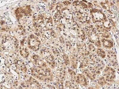 Immunohistochemistry-Paraffin: Cyclin B2 Antibody [NBP2-98962]