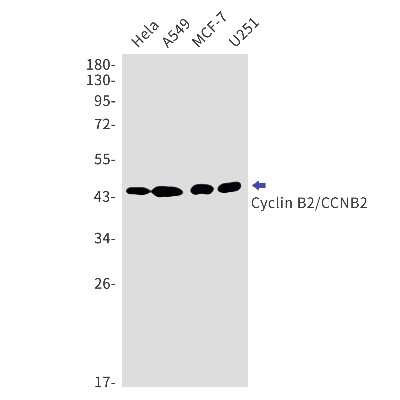 Western Blot: Cyclin B2 Antibody (S05-3A6) [NBP3-14921]